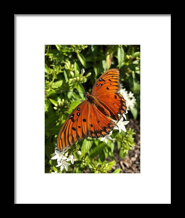 Butterfly Framed Print featuring the photograph Butterfly no.3 by Nathan Little