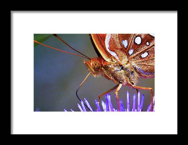 Nature Framed Print featuring the photograph Butterfly on a Bullthistle by Addison Likins