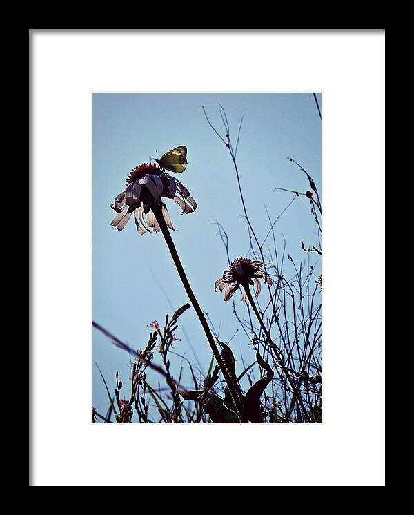 Purple Cone Flower Framed Print featuring the photograph Butterfly on a Cone Flower by Amanda R Wright