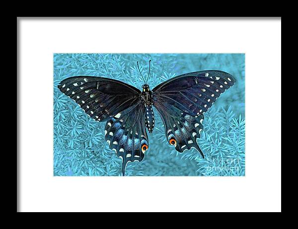 Insect Framed Print featuring the photograph Butterfly On Blue by Jo Ann Gregg