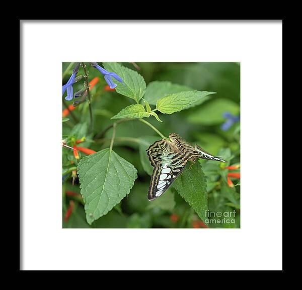 Butterfly Framed Print featuring the photograph Butterfly on leaf by Cathy Donohoue