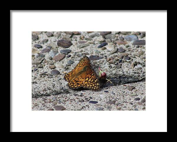 Butterfly Framed Print featuring the photograph Butterfly on the Sidewalk by Christopher Reed