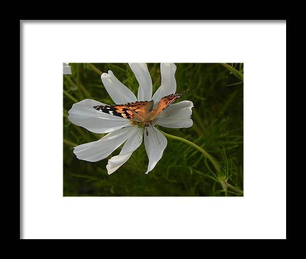 Flowers Framed Print featuring the photograph Butterfly on White Flower by Amanda R Wright