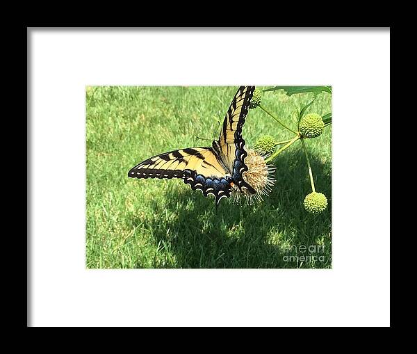 Butterfly Framed Print featuring the photograph Butterfly Series 2 by Catherine Wilson