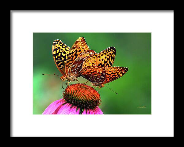 Butterfly Framed Print featuring the photograph Butterfly Twins by Christina Rollo