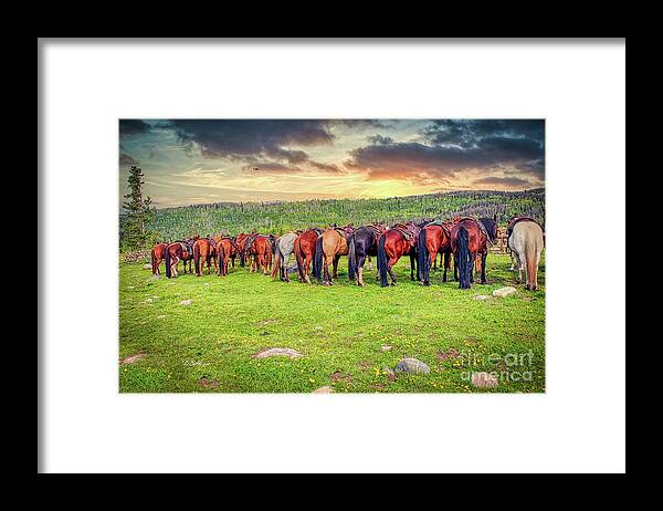 Horses Framed Print featuring the photograph Butts by DB Hayes