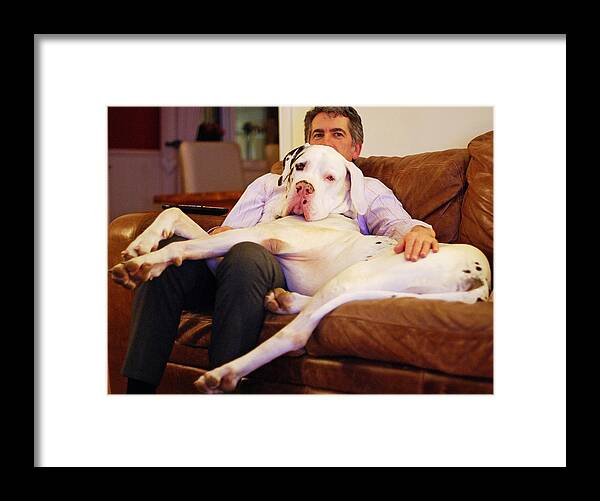 Pets Framed Print featuring the photograph B&W Great Dane dog laying on man's lap and sofa by Sharon Vos-Arnold