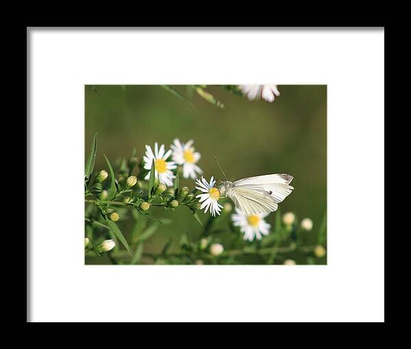 Butterfly Framed Print featuring the photograph Cabbage Butterfly on Wildflowers by Christopher Reed