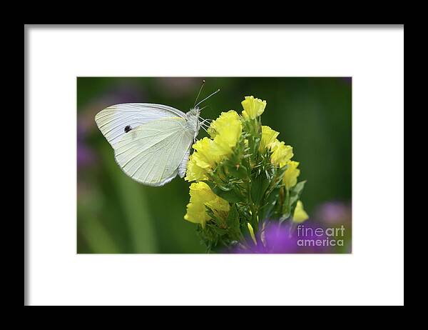 Butterfly Framed Print featuring the photograph Cabbage White Butterfly by Chris Scroggins