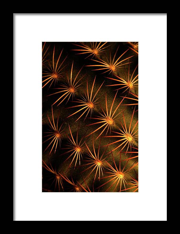  Framed Print featuring the photograph Cactus 9519 by Julie Powell