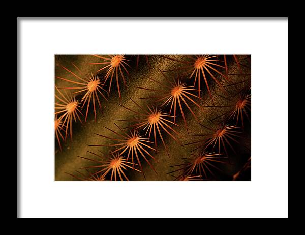 Art Framed Print featuring the photograph Cactus 9521 by Julie Powell