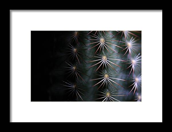 Cactus Framed Print featuring the photograph Cactus 9536 by Julie Powell