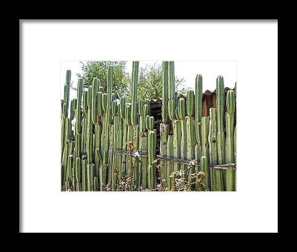 Organ Cactus Framed Print featuring the photograph Cactus Fence, Santa Ana Zegache by Lorena Cassady