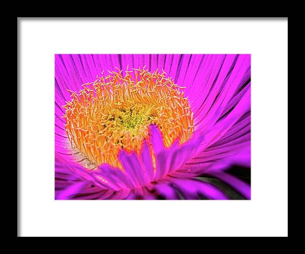 Cactus Flower Framed Print featuring the photograph Cactus Flower by Al Fio Bonina