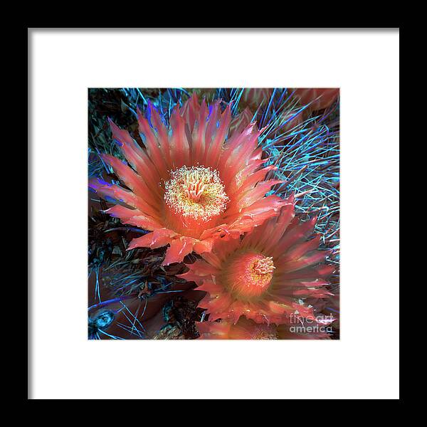 Flower Framed Print featuring the photograph Cactus Flower Infrared by Martin Konopacki