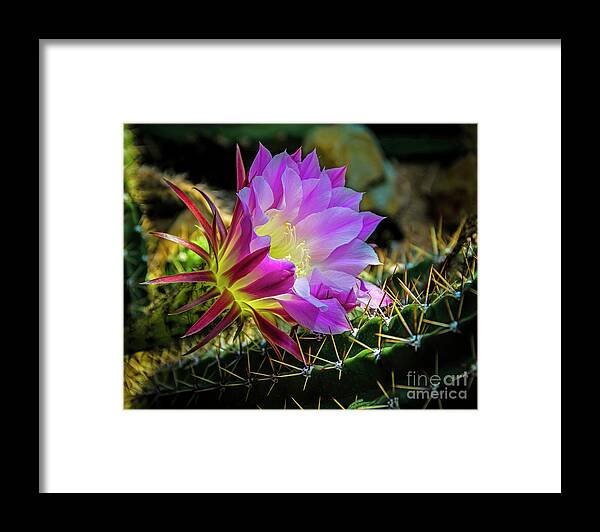 Jon Burch Framed Print featuring the photograph Cactus Flower by Jon Burch Photography