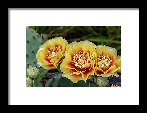 Flower Framed Print featuring the photograph Cactus Flowers by Matt Sexton