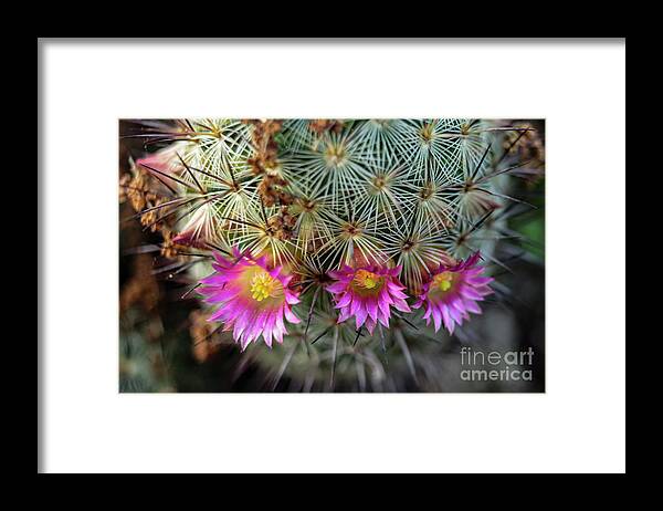Cactus Framed Print featuring the photograph Cactus Flowers by Seth Betterly