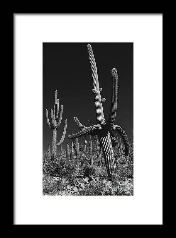 Cactus Framed Print featuring the photograph Cactus Forest by Seth Betterly