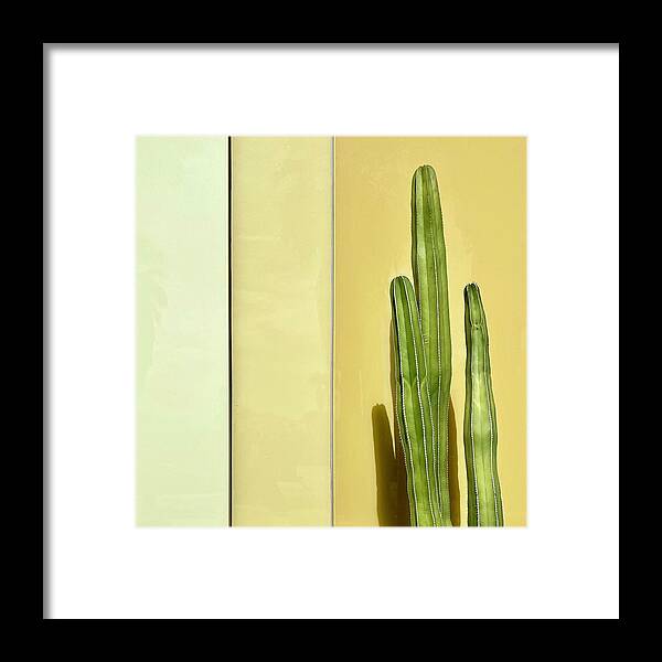  Framed Print featuring the photograph Cactus by Julie Gebhardt