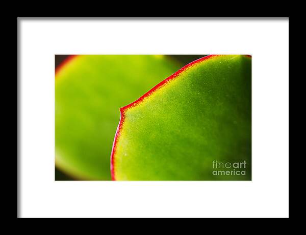Cactus Leaves Framed Print featuring the photograph Cactus Leaves by Joy Watson