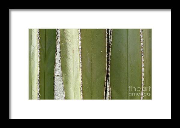 Cactus Framed Print featuring the photograph Cactus Series 1-1 by J Doyne Miller