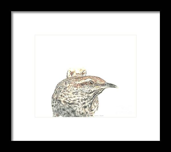 Cactus Wren Framed Print featuring the drawing Cactus Wren by Karrie J Butler