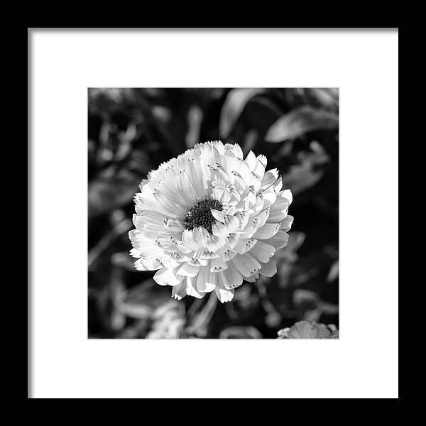 Calendula Officinalis Framed Print featuring the photograph Calendula Snow Princess Monochrome by Tanya C Smith