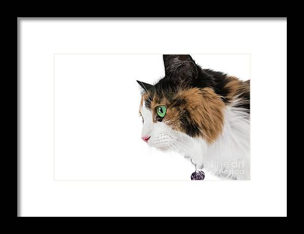 Cat Framed Print featuring the photograph Calico Joy by Renee Spade Photography