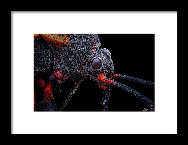 California Bee Assassin Framed Print featuring the photograph California Bee Assassin 2 by Endre Balogh