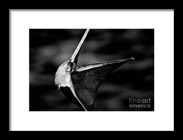 Pelicans Framed Print featuring the photograph The Dreamcatcher by John F Tsumas
