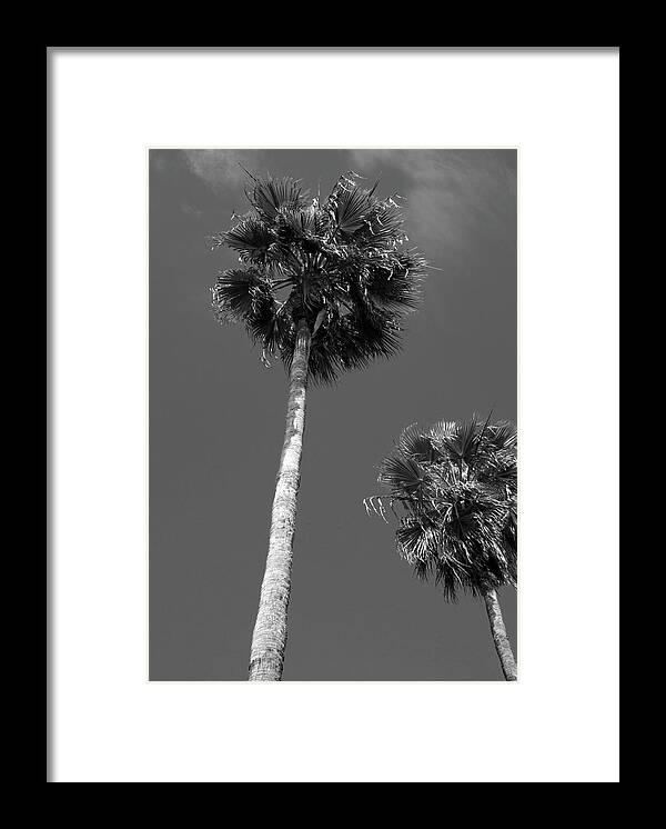Palm Trees Framed Print featuring the photograph California Palms BW by Bob Pardue