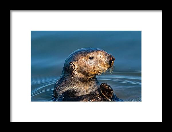 California Coast Framed Print featuring the photograph California Sea Otter by Mark Miller