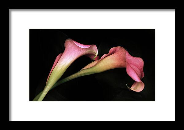 Calla Lily Framed Print featuring the photograph Calla Couplet by Jessica Jenney