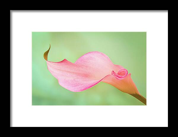 Calla Lily Framed Print featuring the photograph Calla Curves by Elvira Peretsman