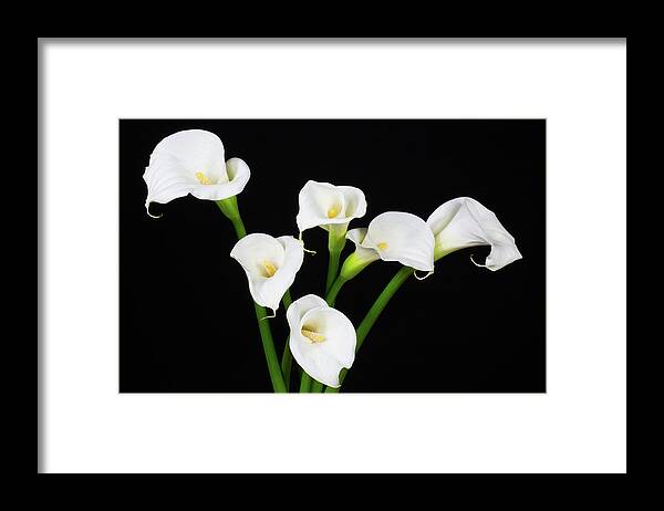 Calla Lillies Framed Print featuring the photograph Calla Lillies x 6 by Steve Templeton