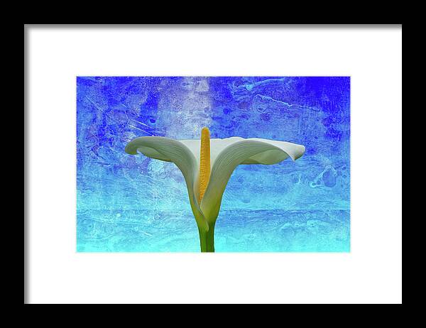 Calla Lily Framed Print featuring the photograph Calla Lily by Cate Franklyn