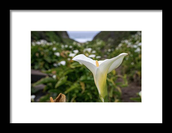 Calla Lily Framed Print featuring the photograph Calla Lily Charm by Margaret Pitcher