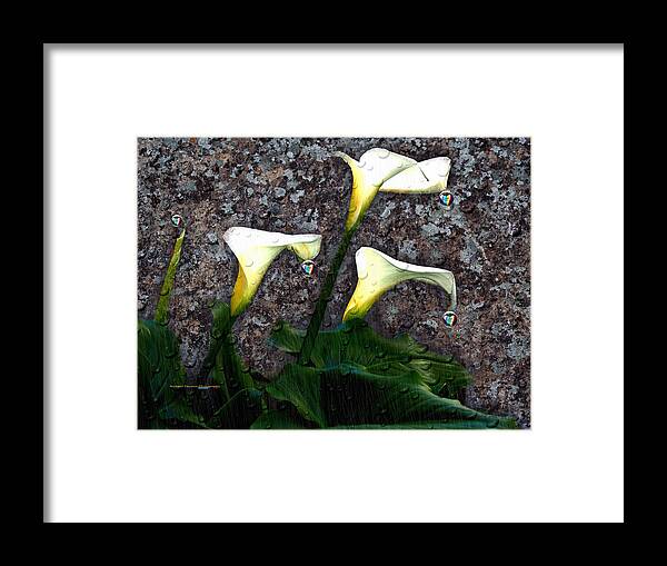 Photo Art Framed Print featuring the photograph Calla Lily Heart Love by Richard Thomas