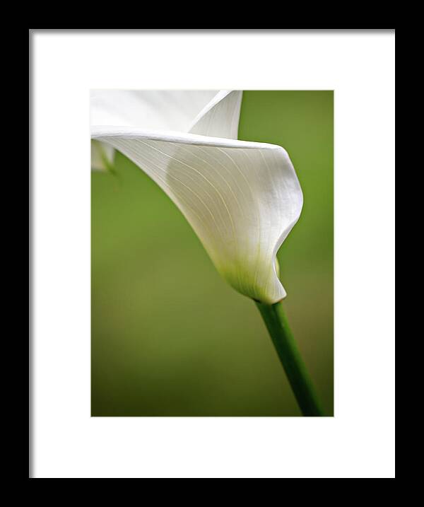  Framed Print featuring the photograph Calla by Mary Jo Allen