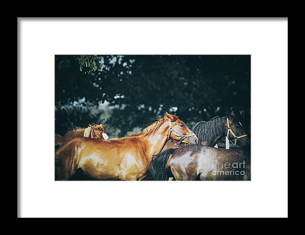Horse Framed Print featuring the photograph Calm horses III by Dimitar Hristov