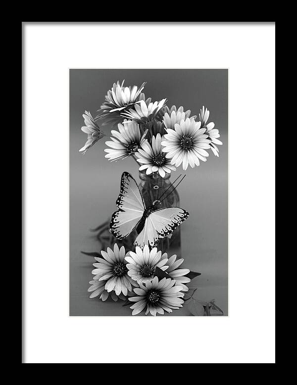 Daisies Framed Print featuring the photograph Calming Arrangement by Vanessa Thomas
