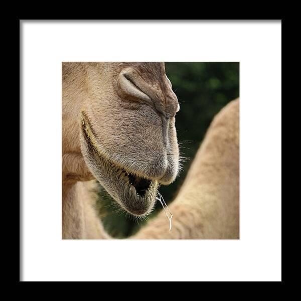 Camel Framed Print featuring the photograph Camel by M Kathleen Warren