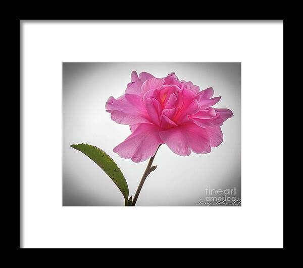 Flower Framed Print featuring the photograph Camellia 3 by Barry Bohn