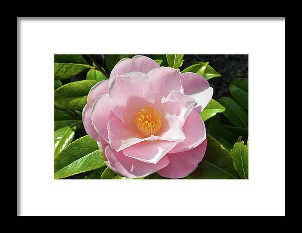 Camellia Framed Print featuring the photograph Camellia In Sunlight by Terence Davis