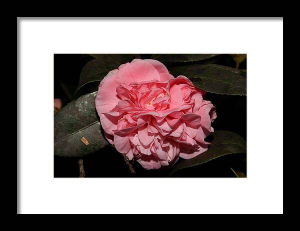 Camellia Framed Print featuring the photograph Camellia X by Mingming Jiang