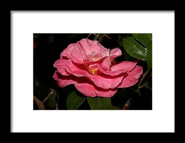 Camellia Framed Print featuring the photograph Camellia XII by Mingming Jiang