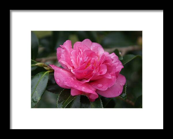  Framed Print featuring the photograph Camilla Flower by Heather E Harman