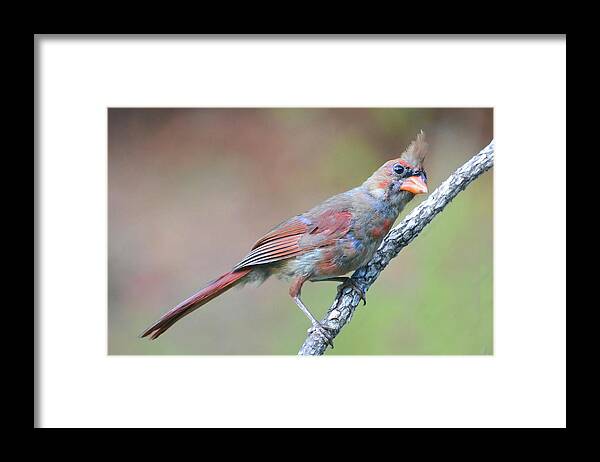 Camouflage Framed Print featuring the photograph Camo Cardinal by Jerry Griffin
