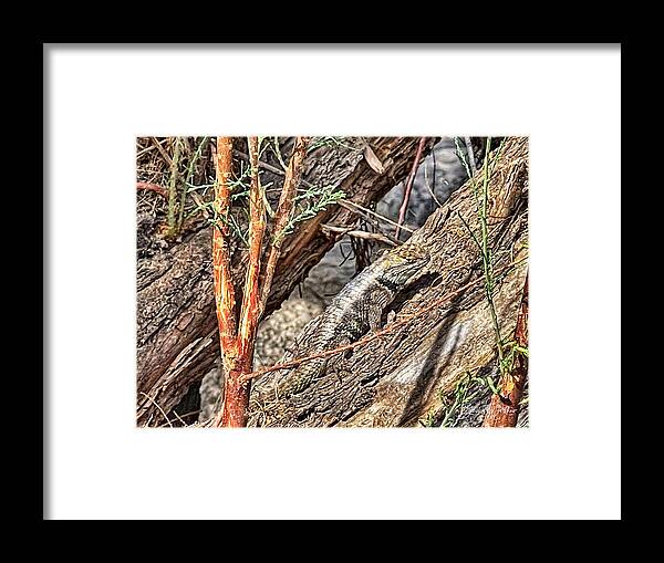 Lizard Framed Print featuring the photograph Camouflage by Barbara Zahno
